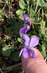 Viola odorata