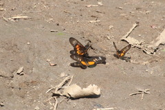 Acraea peneleos