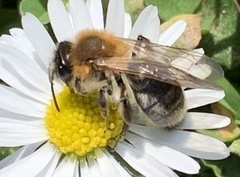 Andrena nitida