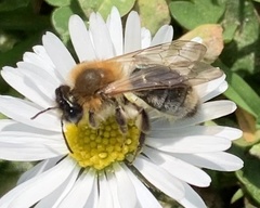 Andrena nitida