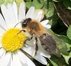 Andrena nitida