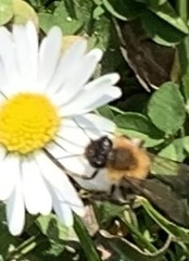 Andrena nitida