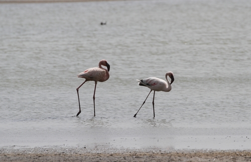 Lesser Flamingo (Phoeniconaias minor), photo 8
