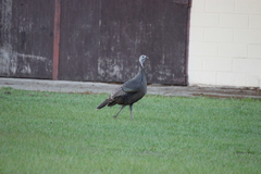 Meleagris gallopavo osceola