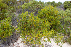 Acacia anceps