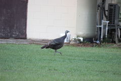 Meleagris gallopavo osceola