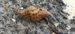 Monoplex pilearis