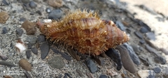 Monoplex pilearis