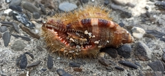 Monoplex pilearis