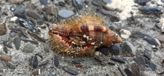 Monoplex pilearis