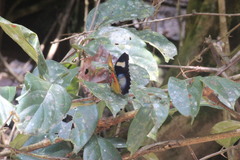 Euphaedra caerulescens