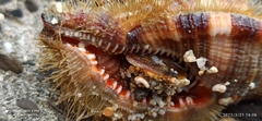 Monoplex pilearis