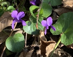 Viola odorata