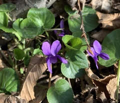 Viola odorata