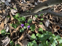 Viola odorata