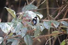Euphaedra caerulescens