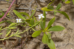 Cakile maritima maritima