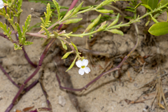 Cakile maritima maritima