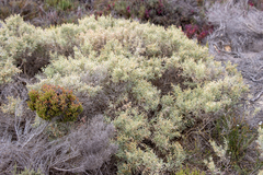 Atriplex paludosa cordata