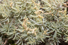 Atriplex paludosa cordata