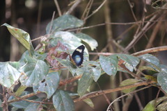 Euphaedra caerulescens