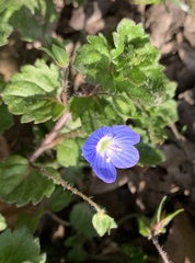 Veronica persica