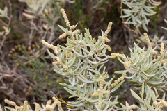Atriplex paludosa cordata