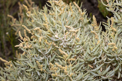 Atriplex paludosa cordata