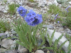 Polemonium viscosum