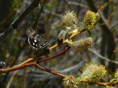 Litocala sexsignata