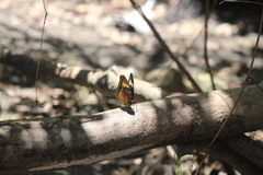Euphaedra caerulescens