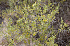 Chenopodium wilsonii
