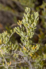 Chenopodium wilsonii