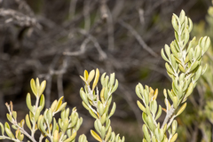 Chenopodium wilsonii