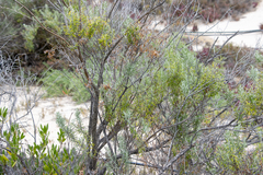 Olearia axillaris