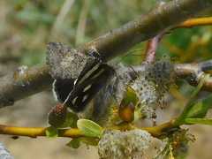 Litocala sexsignata