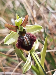 Ophrys sphegodes