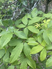 Vitex ferruginea