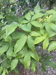 Vitex ferruginea