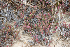 Salicornia blackiana