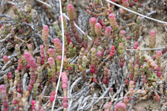 Salicornia blackiana