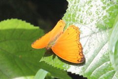 Lachnoptera anticlia