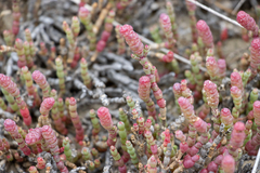 Salicornia blackiana