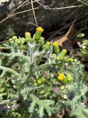 Senecio vulgaris