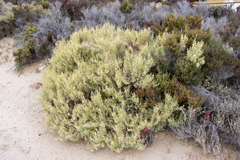 Atriplex paludosa cordata