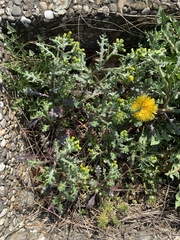 Senecio vulgaris