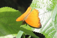 Lachnoptera anticlia