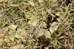 Atriplex paludosa cordata