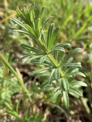 Galium aparine