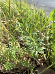 Galium aparine